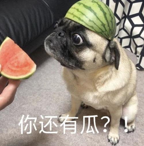 吃瓜比赛表情包,吃瓜比赛表情包盘点,笑料百出!